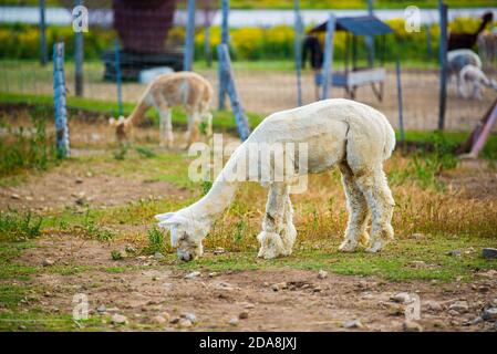 La :Malbaie, Kanada - August 18 2020: Alle Arten von Alpgas und Baby-Alpagas in der Alpaga Farm in der Nähe von La Malbaie Stockfoto