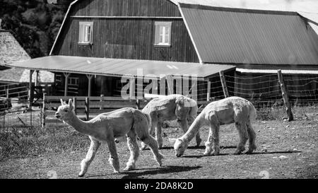La :Malbaie, Kanada - August 18 2020: Alle Arten von Alpgas und Baby-Alpagas in der Alpaga Farm in der Nähe von La Malbaie Stockfoto