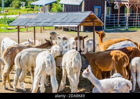 La :Malbaie, Kanada - August 18 2020: Alle Arten von Alpgas und Baby-Alpagas in der Alpaga Farm in der Nähe von La Malbaie Stockfoto