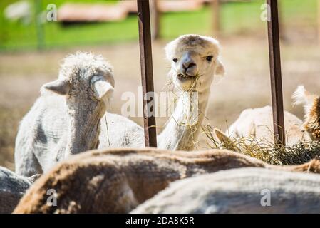 La :Malbaie, Kanada - August 18 2020: Alle Arten von Alpgas und Baby-Alpagas in der Alpaga Farm in der Nähe von La Malbaie Stockfoto