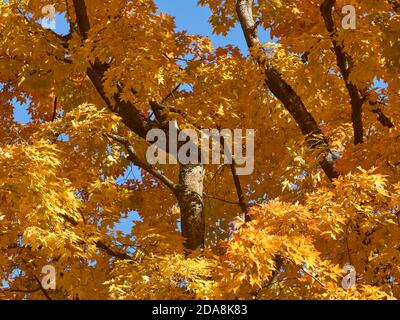 Nahaufnahme von gelbem Herbstlaub und Ästen eines Zuckerahornbaums im Herbst, Vancouver, British Columbia, Kanada Stockfoto