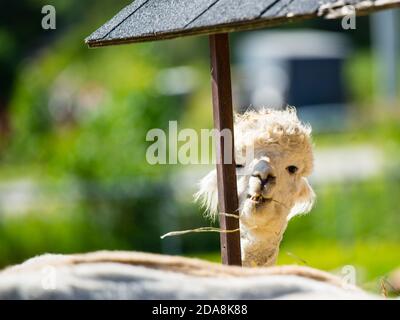 La malbaie, Kanada - August 18 2020: Alle Arten von Alpgas und Baby-Alpagas in der Alpaga Farm in der Nähe von La Malbaie Stockfoto