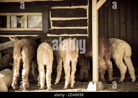 La malbaie, Kanada - August 18 2020: Alle Arten von Alpgas und Baby-Alpagas in der Alpaga Farm in der Nähe von La Malbaie Stockfoto