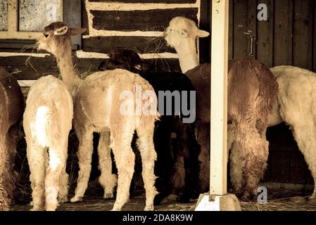 La malbaie, Kanada - August 18 2020: Alle Arten von Alpgas und Baby-Alpagas in der Alpaga Farm in der Nähe von La Malbaie Stockfoto