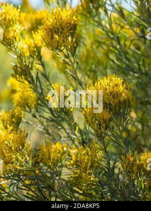 Rabbitbrush blüht,, Mancos State Park, Mancos, Colorado. Stockfoto