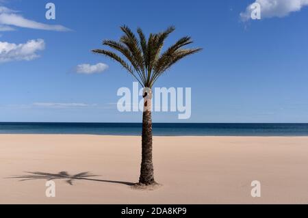 Eine einsame Palme an einem unberührten spanischen Strand steht Bereit zu Beginn einer anderen Saison Stockfoto