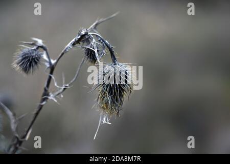 Verwelkte graue Distelblüten mit gelben Spitzen vor verschwommenem Hintergrund, Natur Wabi sabi Konzept, Symbol für Ausdauer und Vergänglichkeit in aut Stockfoto