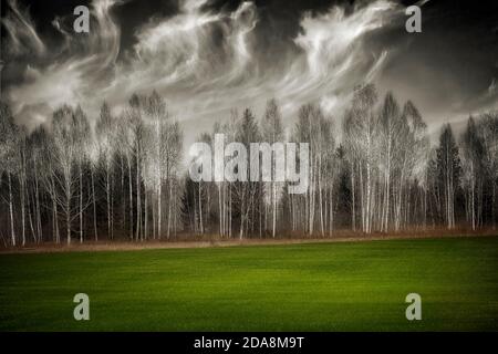 FOTOKUNST: Das Grün, das grüne Gras Stockfoto