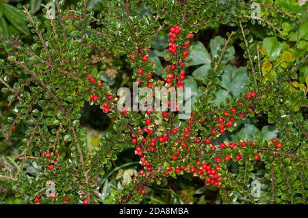 Fächerartig ausgebreitete Zweige von Cotoneaster horizontalis, einem sommergrünen Strauch mit roten Beeren im Herbst Stockfoto