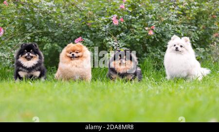Portrait von flauschigen pommerschen spitz-Hunden auf grünem Gras Lächelnd und posiert in der Natur Stockfoto