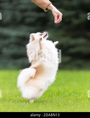 Nette lustige pommersche spitz Hund der weißen Farbe Training zu Machen Sie einen Befehl bei grünem Gras Stockfoto