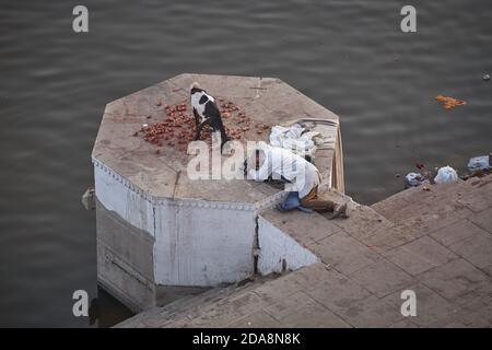 Varanasi, Indien, Januar 2008. Ein Mann, der in einem Ghat am Ganges schläft, während eine Ziege Blumen isst. Stockfoto