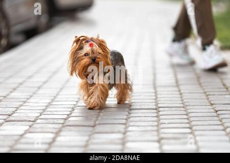 Kleiner Hund von yorkshire Terrier, der auf der Stadtstraße läuft Stockfoto