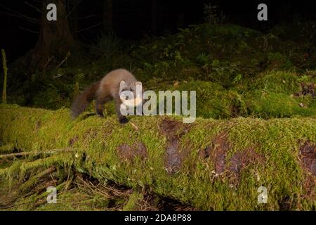 Marder (Martes martes). Loch Lomond und der Trossachs National Park. Schottland. Stockfoto