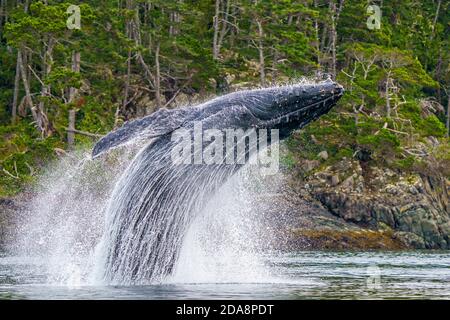 Buckelwale brechen vor der wunderschönen Landschaft der British Columbia Coastal Mountains in der Nähe des Broughton Archipels, First Nations Ter Stockfoto