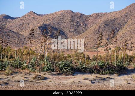 Agave Pflanzen und Blumen in der Wüste wächst diese Pflanze in trockenen Klimazonen. Mediterrane Landschaft am Cabo de gata, Almería, Andalusien, Spanien Stockfoto