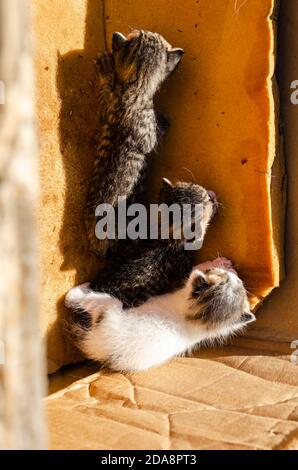 Kätzchen Klettern Auf Schwamm Stockfoto