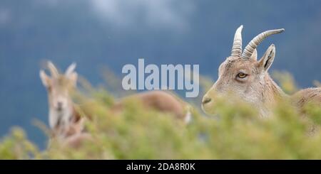 Der iberische Steinbock liegt zwischen alpinen Sträuchern in den hohen Hängen von Peñalara, dem Nationalpark Sierra de Guadarrama, einem Naturschutzgebiet in der Nähe von Madrid. Stockfoto