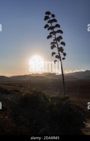 Blume der Agavenpflanze bei Sonnenuntergang. Sie wächst in trockenen Klimazonen wie der Wüste. Vertikales Bild seiner Silhouette gegen das Sonnenlicht. Cabo de Stockfoto