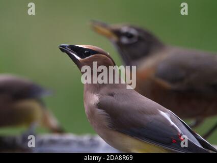 Nahaufnahme eines Zedernwachsflügels, der mit einem amerikanischen Robin ein Vogelbad teilt. Stockfoto