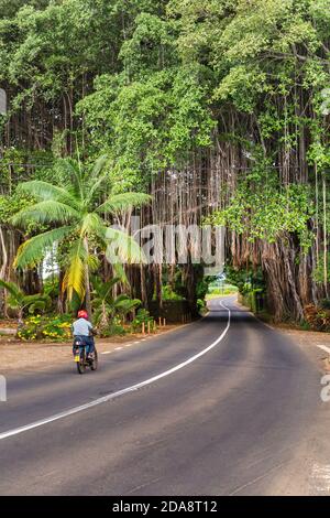 Großer Banian Baum über Straße, Mauritius Insel, Afrika Stockfoto