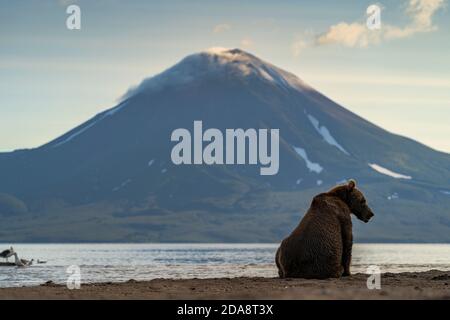 Braunbär (Ursus arctos) am Seeufer, Kurile Lake, Kamtschatka Peninsula, Russland Stockfoto