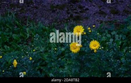 Drei gelbe Aster Blumen in einem Blumenbeet. Gänseblümchen Stockfoto
