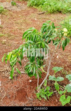 Kleiner Litchi Chinensis (Lychee) Baum Stockfoto