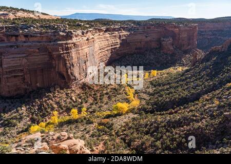 Am Ute Creek im Ute Canyon im Colorado National Monument, Colorado, USA wachsen Cottonwood-Bäume in Herbstfarbe. Stockfoto