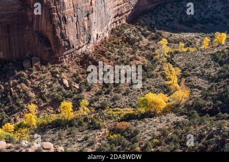 Am Ute Creek im Ute Canyon im Colorado National Monument, Colorado, USA wachsen Cottonwood-Bäume in Herbstfarbe. Stockfoto