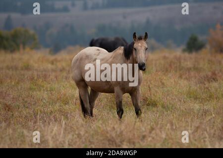 Ein westliches Sattelpferd auf einer Rinderfarm im Grand Teton National Park in Wyoming, USA. Stockfoto