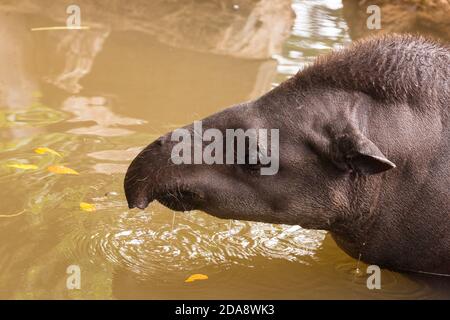 Der südamerikanische Tapir, brasilianischer Tapir oder Lowland Tapir, Tapirus terrestris, ist das größte einheimische Erd-Säugetier im Amazonas. Tapire ausgeben Stockfoto