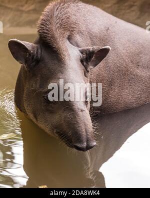 Der südamerikanische Tapir, brasilianischer Tapir oder Lowland Tapir, Tapirus terrestris, ist das größte einheimische Erd-Säugetier im Amazonas. Tapire ausgeben Stockfoto