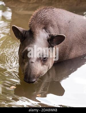 Der südamerikanische Tapir, brasilianischer Tapir oder Lowland Tapir, Tapirus terrestris, ist das größte einheimische Erd-Säugetier im Amazonas. Tapire ausgeben Stockfoto