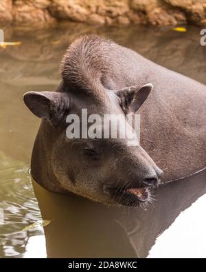 Der südamerikanische Tapir, brasilianischer Tapir oder Lowland Tapir, Tapirus terrestris, ist das größte einheimische Erd-Säugetier im Amazonas. Hier dargestellt Stockfoto