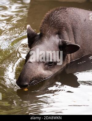 Der südamerikanische Tapir, brasilianischer Tapir oder Lowland Tapir, Tapirus terrestris, ist das größte einheimische Erd-Säugetier im Amazonas. Tapire ausgeben Stockfoto