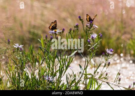 Milbert's Tortoiseshell oder Fire-rim Tortoiseshell Schmetterling auf einem lila Aster im Yellowstone National Park, Wyoming, USA. Stockfoto