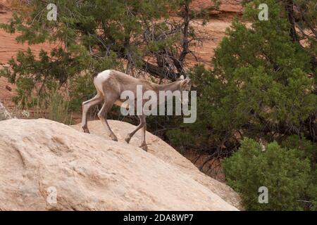 Ein männliches Desert Bighorn Lamm klettert auf die Sandsteinwände einer Schlucht im Südosten Utahs. Stockfoto