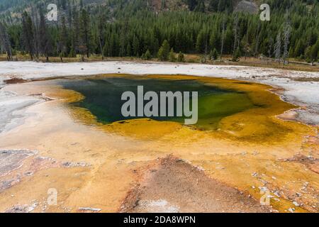 Gelbe thermophile Bakterien leben an den Wänden des Emerald Pools im Black Sand Basin im Yellowstone National Park, Wyoming, USA. Stockfoto