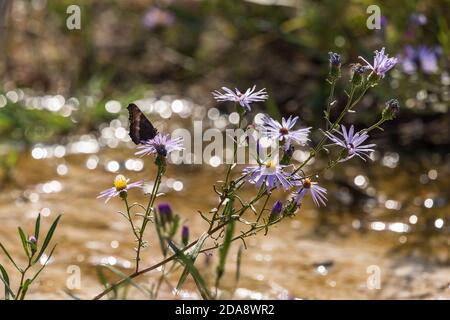 Milbert's Tortoiseshell oder Fire-rim Tortoiseshell Schmetterling auf einem lila Aster im Yellowstone National Park, Wyoming, USA. Stockfoto