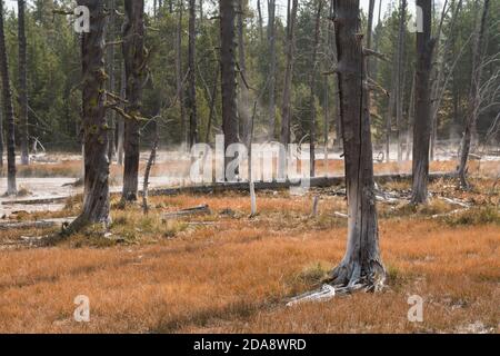 'Bobby Sox' Bäume, die durch Kieselsäure-Ablagerungen aus heißen Quellen bei Flash Spring in der Nähe der Artists Paintots getötet wurden. Yellowstone National Park, Wyoming, USA. Stockfoto