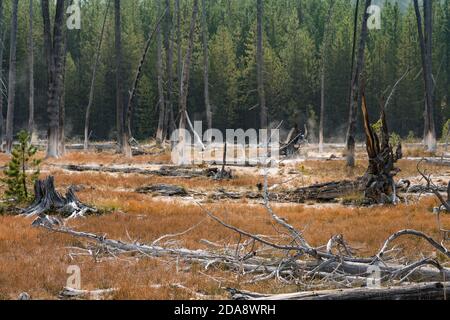 'Bobby Sox' Bäume, die von Kieselsäure-Ablagerungen aus heißen Quellen in der Nähe der Artists Paintots getötet wurden. Yellowstone National Park, Wyoming, USA. Stockfoto