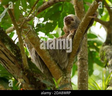 Hoffmans Zweizerstoßfaultier lebt in Bäumen im Regenwald Mittel- und Südamerikas. Stockfoto