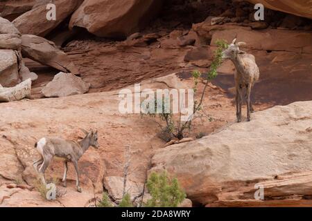 Ein Wüstenbighorn-Mutterschafe und ihr Lamm schlendern auf einem Busch in einem Canyon im Süden Utahs. Stockfoto