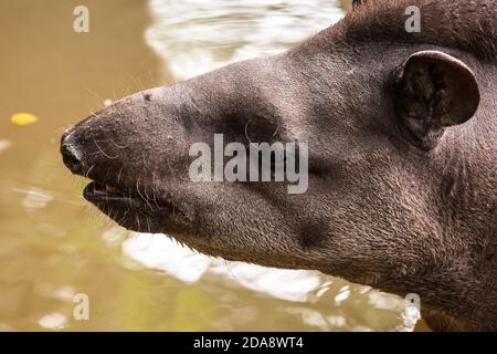 Der südamerikanische Tapir, brasilianischer Tapir oder Lowland Tapir, Tapirus terrestris, ist das größte einheimische Erd-Säugetier im Amazonas. Hier dargestellt Stockfoto