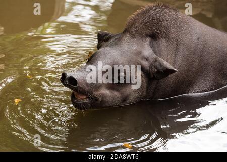 Der südamerikanische Tapir, brasilianischer Tapir oder Lowland Tapir, Tapirus terrestris, ist das größte einheimische Erd-Säugetier im Amazonas. Hier dargestellt Stockfoto