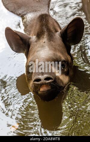 Der südamerikanische Tapir, brasilianischer Tapir oder Lowland Tapir, Tapirus terrestris, ist das größte einheimische Erd-Säugetier im Amazonas. Hier dargestellt Stockfoto