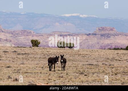 Wilde Burros auf dem San Rafael schwellen in Zentral-Utah mit den schneebedeckten Wasatch Mountains dahinter. Utah, USA. Stockfoto