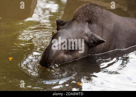 Der südamerikanische Tapir, brasilianischer Tapir oder Lowland Tapir, Tapirus terrestris, ist das größte einheimische Erd-Säugetier im Amazonas. Tapire ausgeben Stockfoto