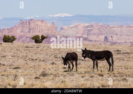 Wilde Burros auf dem San Rafael schwellen in Zentral-Utah mit den schneebedeckten Wasatch Mountains dahinter. Utah, USA. Stockfoto